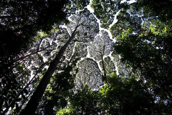 Broderie de cimes d'arbres en Malaisie : les images spectaculaires