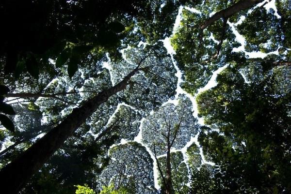 Bordado de copas de árboles en Malasia: las imágenes espectaculares