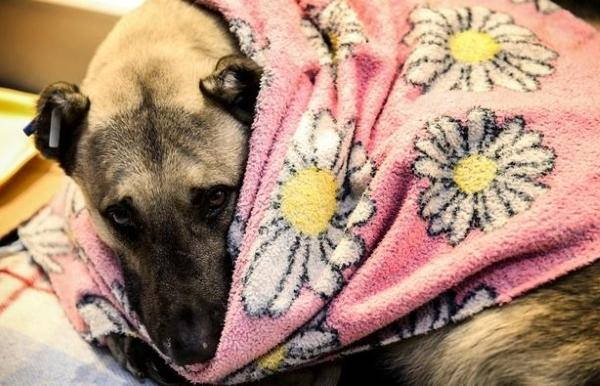 The shopping center opens its doors to strays to shelter from the cold (PHOTO)