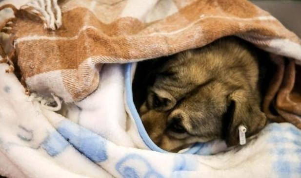 The shopping center opens its doors to strays to shelter from the cold (PHOTO)
