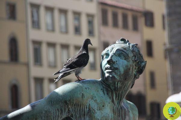 Pigeons in the city: 10 tips for a peaceful coexistence