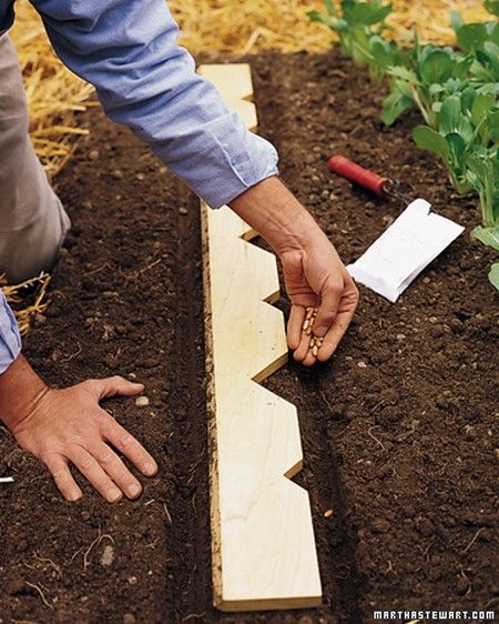 10 bizarre tricks to use for your vegetable garden and garden