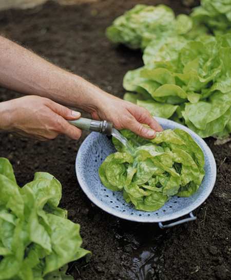 10 astuces bizarres à utiliser pour votre potager et votre jardin
