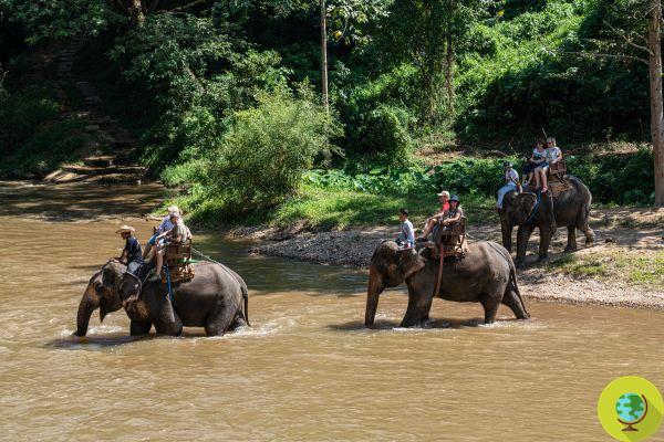 Des dizaines d'éléphants ont transporté des touristes 