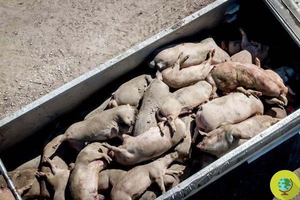 Poulets et cochons étouffés dans de la vapeur bouillante et tués avec de la mousse de feu : des pratiques brutales toujours légales dans les fermes américaines