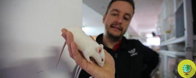 Collina dei Conigli: en Monza el centro que recupera y rehabilita animales de pruebas de laboratorio