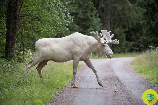 The very rare white moose affected by piebaldism has been spotted and photographed in Sweden