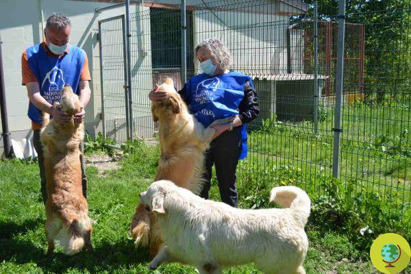 Nine Golden Retrievers kidnapped from a farm are now looking for a new family: contact numbers
