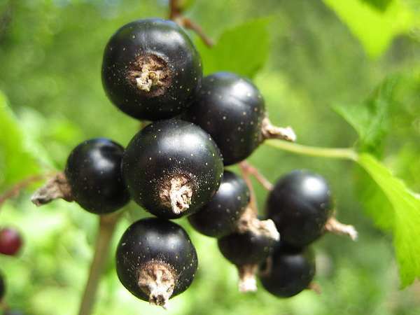 Ribes nigrum: propriedades benéficas e usos como remédio natural