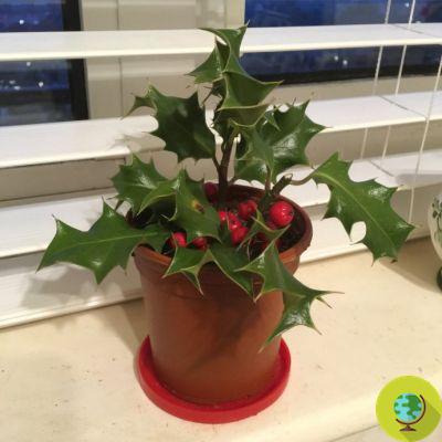 Holly: how to grow and take care of the butcher's broom, the symbolic plant of Christmas