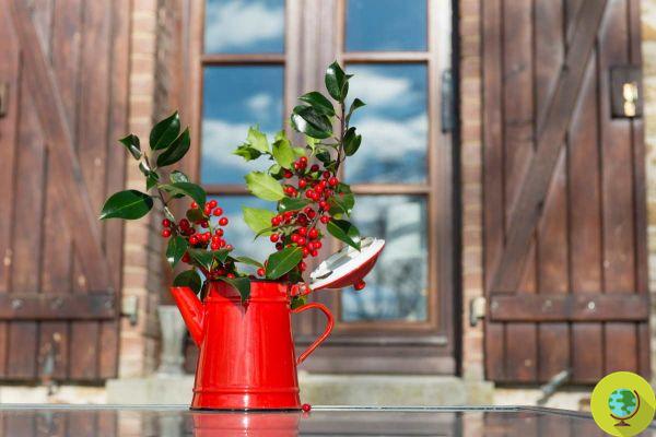 Houx : comment faire pousser et entretenir le petit houx, la plante emblématique de Noël