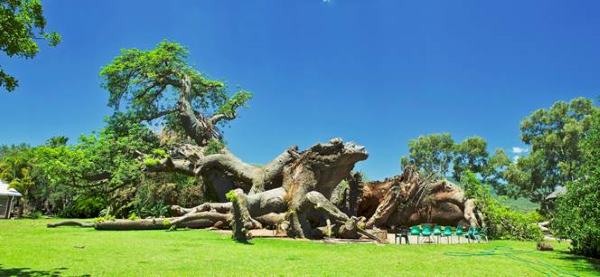 Les plus vieux baobabs d'Afrique meurent