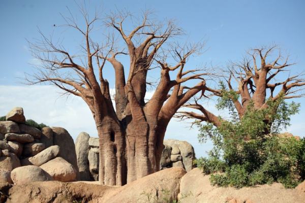 Les plus vieux baobabs d'Afrique meurent