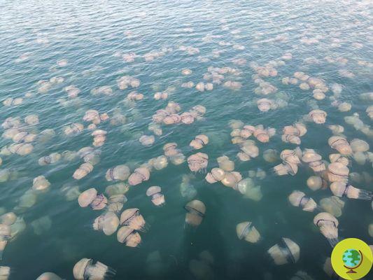 Jellyfish boom: the fault of intensive fishing