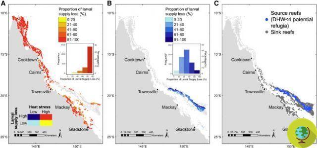 La Grande Barrière de Corail est à l'agonie, 98% des coraux blanchis par les canicules