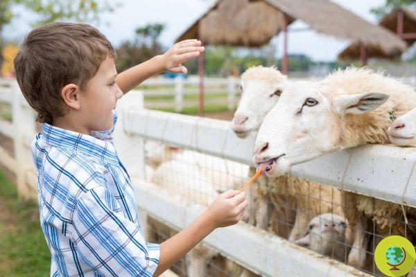 Les enfants, contrairement aux adultes, pensent que les animaux de la ferme méritent le même traitement que les animaux de compagnie