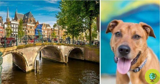 A Holanda é o único país do mundo sem cães vadios ou cães trancados em canis