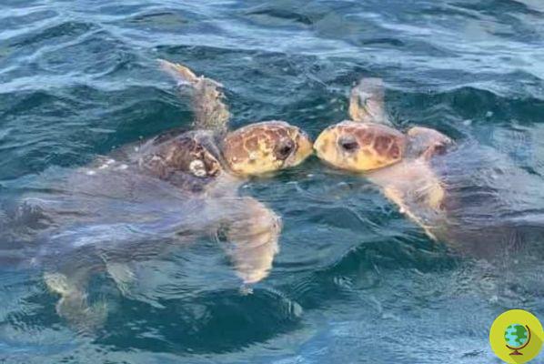 Tortugas marinas inmortalizadas besándose frente a la cámara