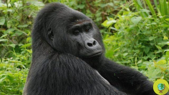 They killed Rafiki, king of Uganda's mountain gorillas