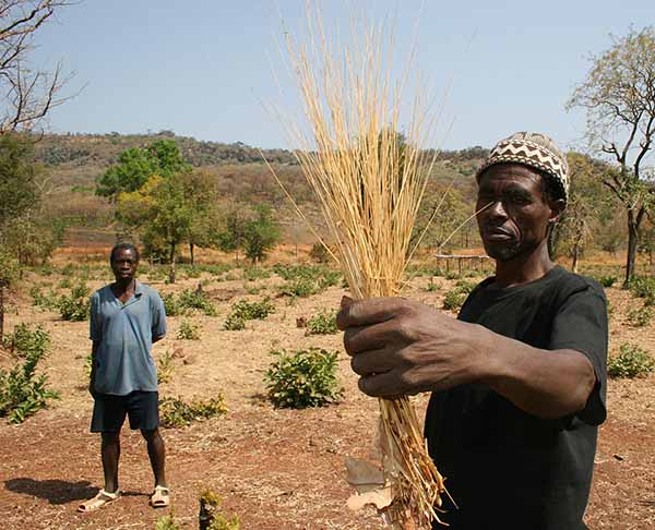 Fonio: el súper cereal africano sin gluten que promete combatir el hambre y la sequía