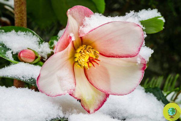 10 winter plants that bloom even in the cold