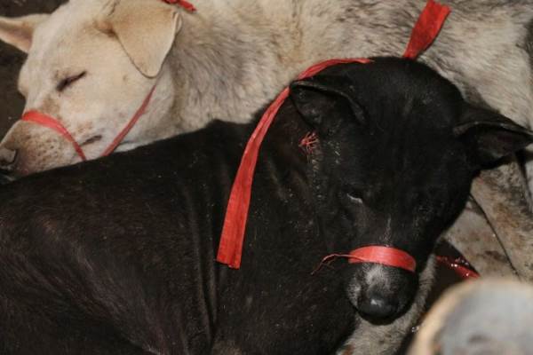 Mortos e servidos em restaurantes: este é o terrível destino de 70 cães em Bali