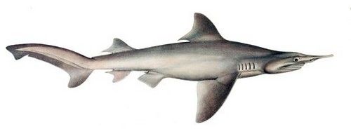 Top 10 tubarões raros em extinção