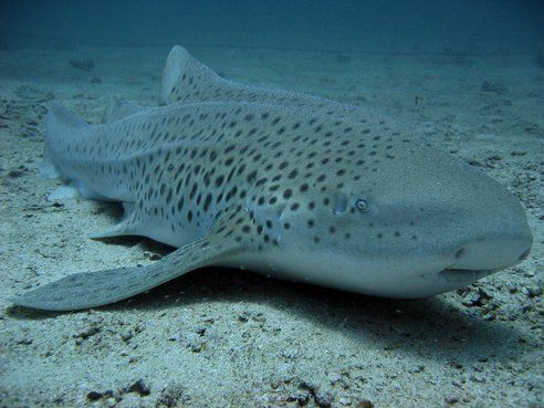 Top 10 des requins rares menacés d'extinction