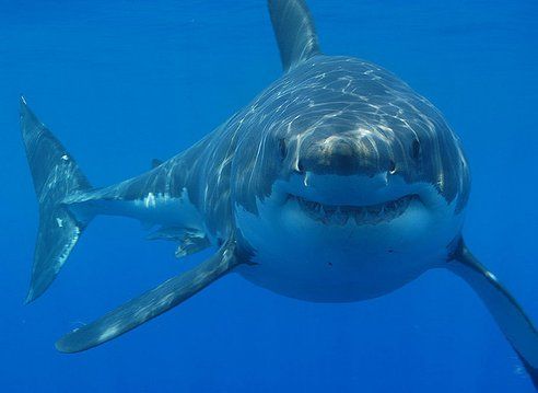 Top 10 des requins rares menacés d'extinction
