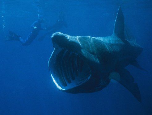 Top 10 rare sharks facing extinction