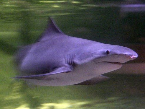 Los 10 tiburones más raros en peligro de extinción