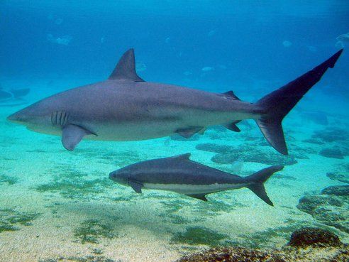 Top 10 tubarões raros em extinção