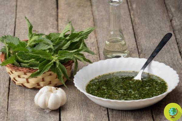 Nettle: recipes, how to use it in cooking and how to store it