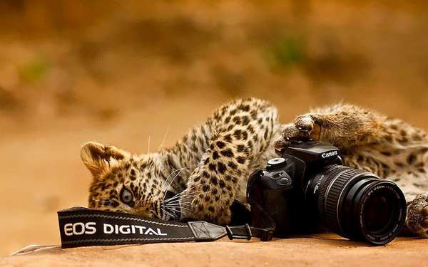 20 animais que gostariam de se tornar fotógrafos (FOTOS)