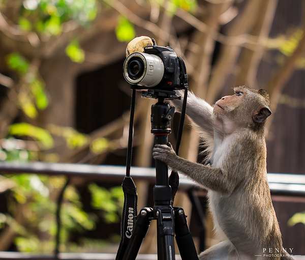 20 animaux qui aimeraient devenir photographes (PHOTOS)