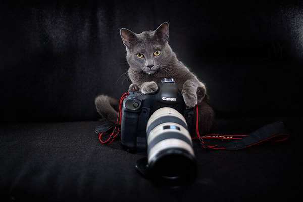 20 animals who would like to become photographers (PHOTOS)