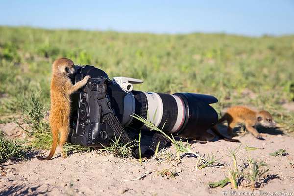 20 animaux qui aimeraient devenir photographes (PHOTOS)