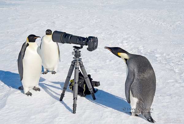 20 animals who would like to become photographers (PHOTOS)