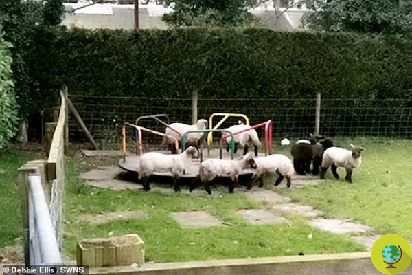 El parque infantil está desierto debido al confinamiento: las ovejas se divierten en un carrusel infantil