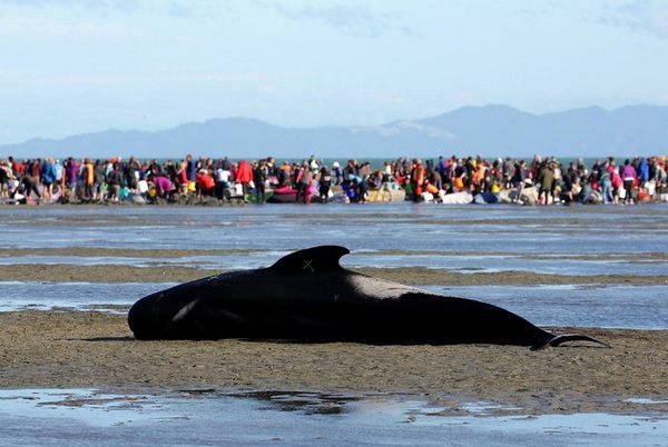 400 baleias-piloto encalhadas na Nova Zelândia: corrida contra o tempo para salvá-las (VÍDEO)