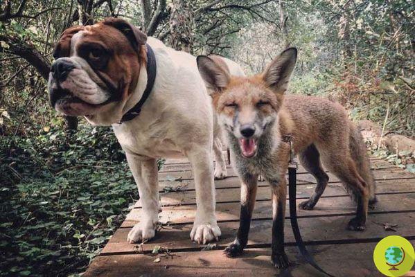 The unusual friendship between a bulldog and a fox, inseparable like Red and Toby from the Disney cartoon