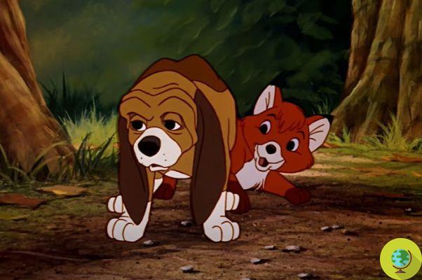 La insólita amistad entre un bulldog y un zorro, inseparables como Red y Toby de los dibujos animados de Disney
