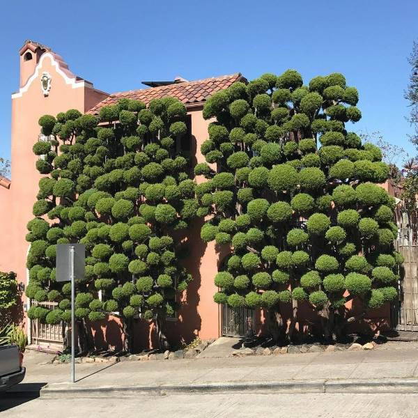 Los extraordinarios árboles creados con arte topiario (FOTO)