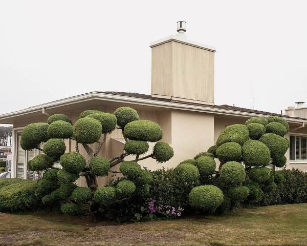 The extraordinary trees created with topiary art (PHOTO)
