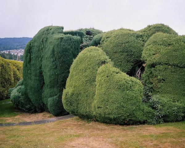 Les arbres extraordinaires créés avec l'art topiaire (PHOTO)