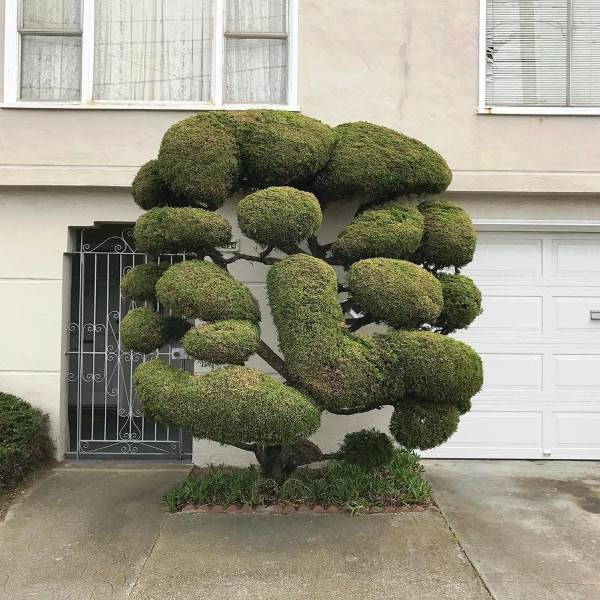 The extraordinary trees created with topiary art (PHOTO)