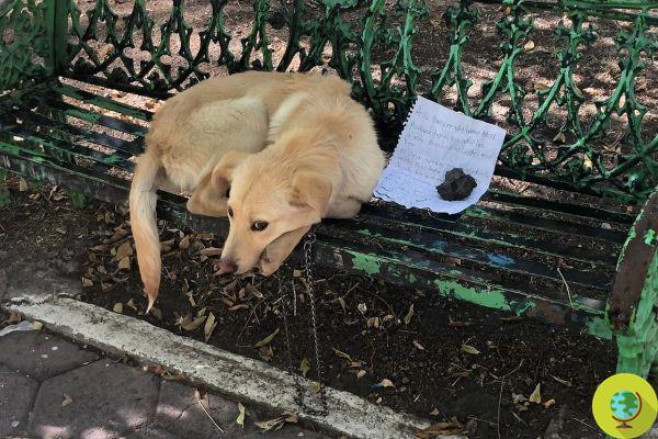 'Adoptez-le s'il vous plaît', le chien abandonné sur un banc avec une contravention qui a mobilisé la toile