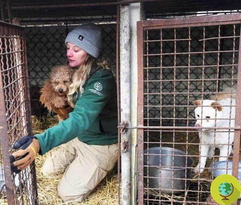 200 dogs destined for slaughter rescued from a meat farm in South Korea