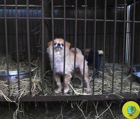 200 perros destinados al matadero rescatados de una granja de carne en Corea del Sur