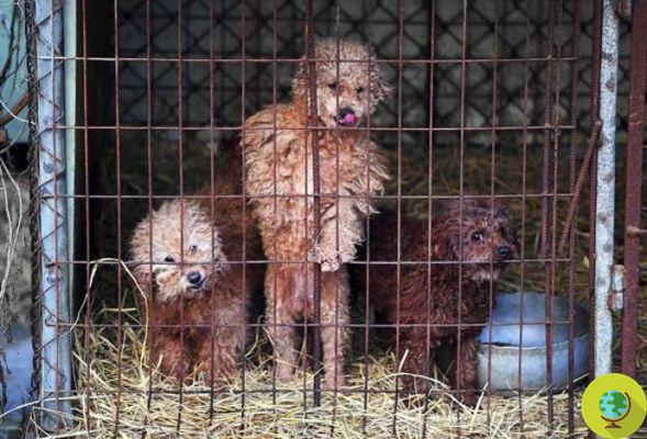 200 cães destinados ao abate resgatados de uma fazenda de carne na Coreia do Sul